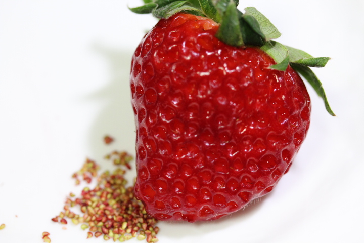 いちごのたね様 苺様 いちごや様 いちご様 いちごページ 椿 Buy ZX