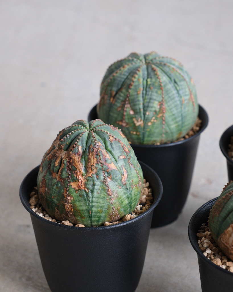 オールド】ユーフォルビア・オベサ 中株 Euphorbia obesa – HANS 多肉