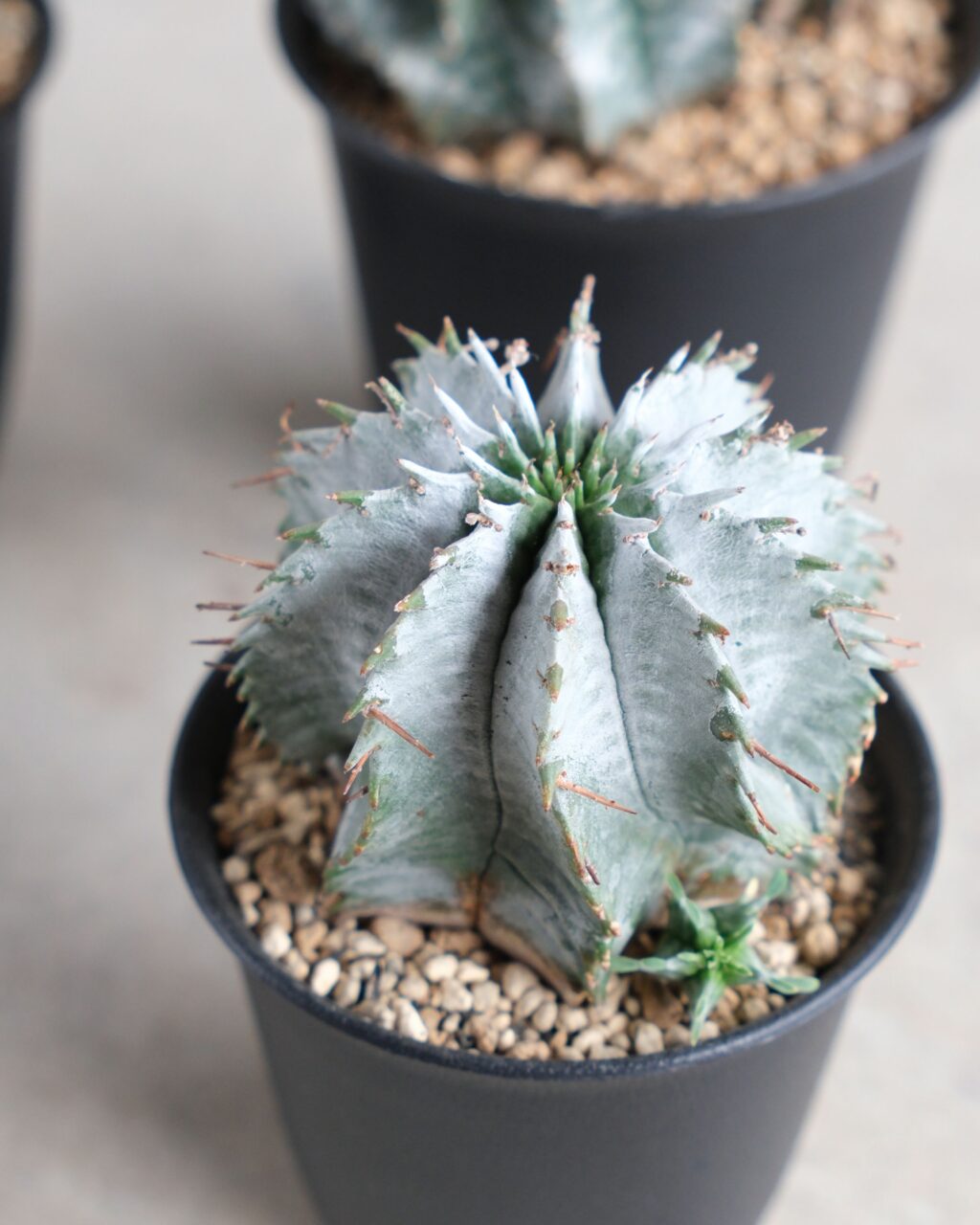 白衣 ユーフォルビア・ホリダ Euphorbia horrida – HANS 多肉植物と