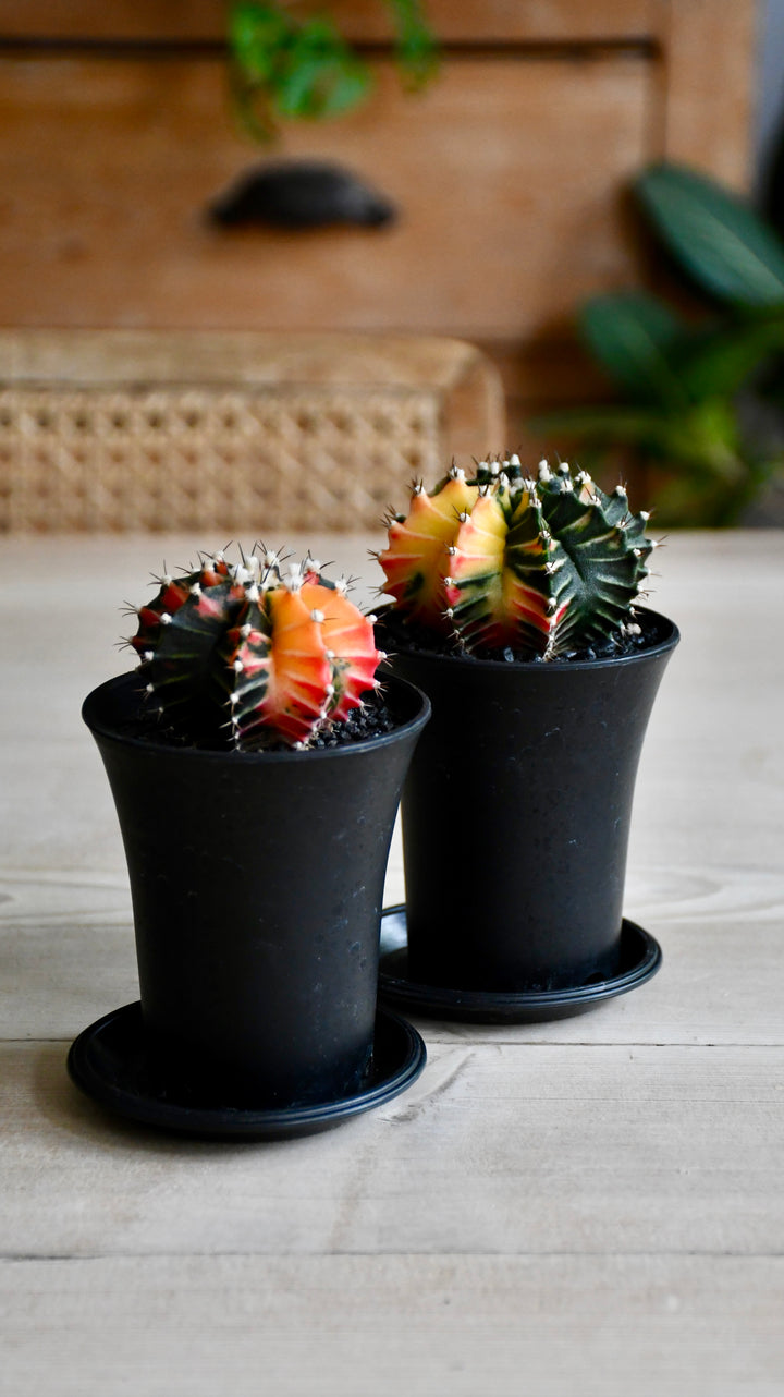 Variegated Gymnocalycium Cactus | Happy Houseplants | Buy Online
