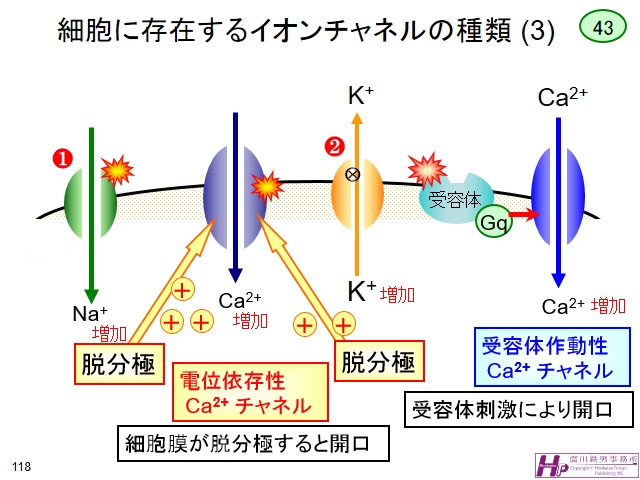 動画マスター 機能形態学 動画リスト