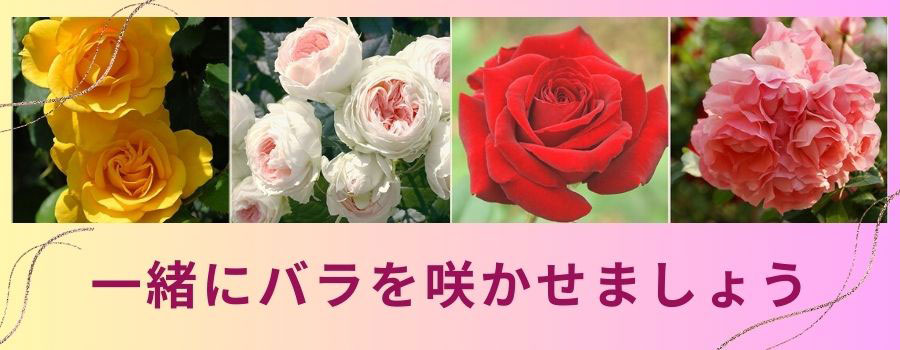 相原バラ園 / バラ苗