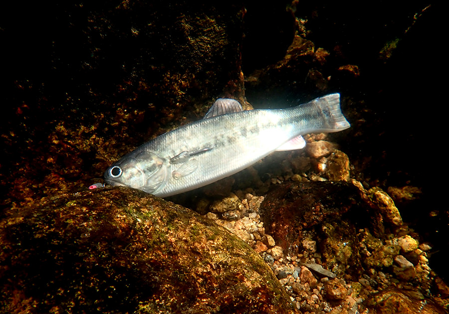 BASSWORM145 | IMAKATSU