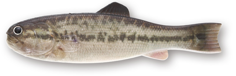 BASSWORM145 | IMAKATSU