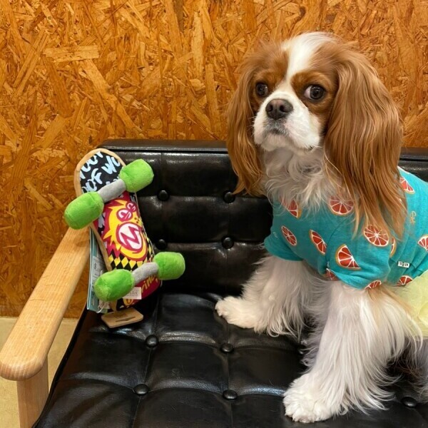 50％OFF】プレイ90sクラシックスケートボード - INU－CLOSET