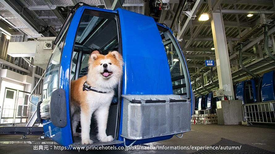 2025秋】苗場スキー場のドラゴンドラで絶景紅葉！大型犬もOK「ペットと