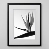 定番品】パブロ・ピカソ 「フクロウ」ブラックフレーム｜ポスター