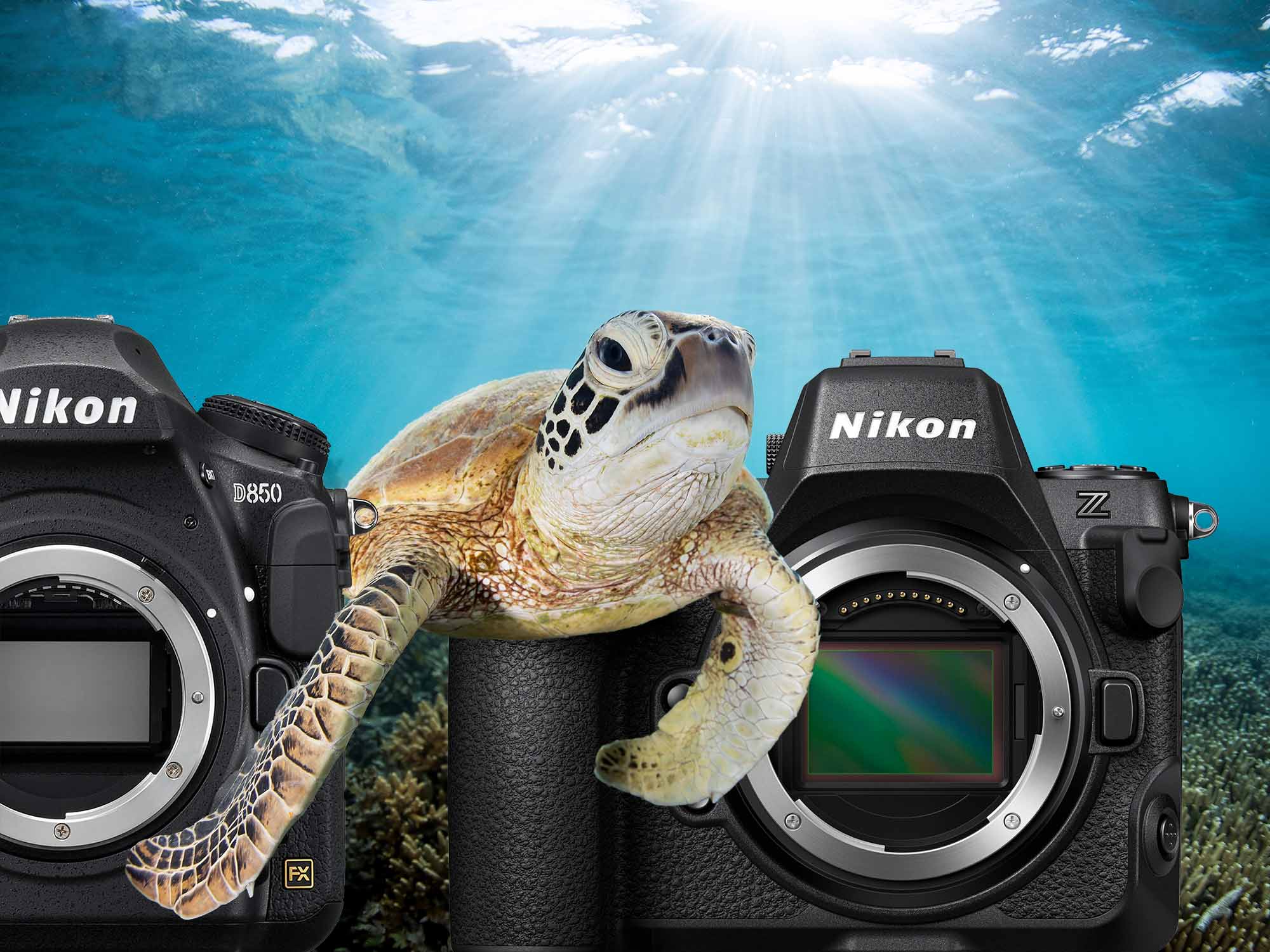 Major UPGRADE // A Comparative Review of the Nikon D850 vs Z8 for Unde