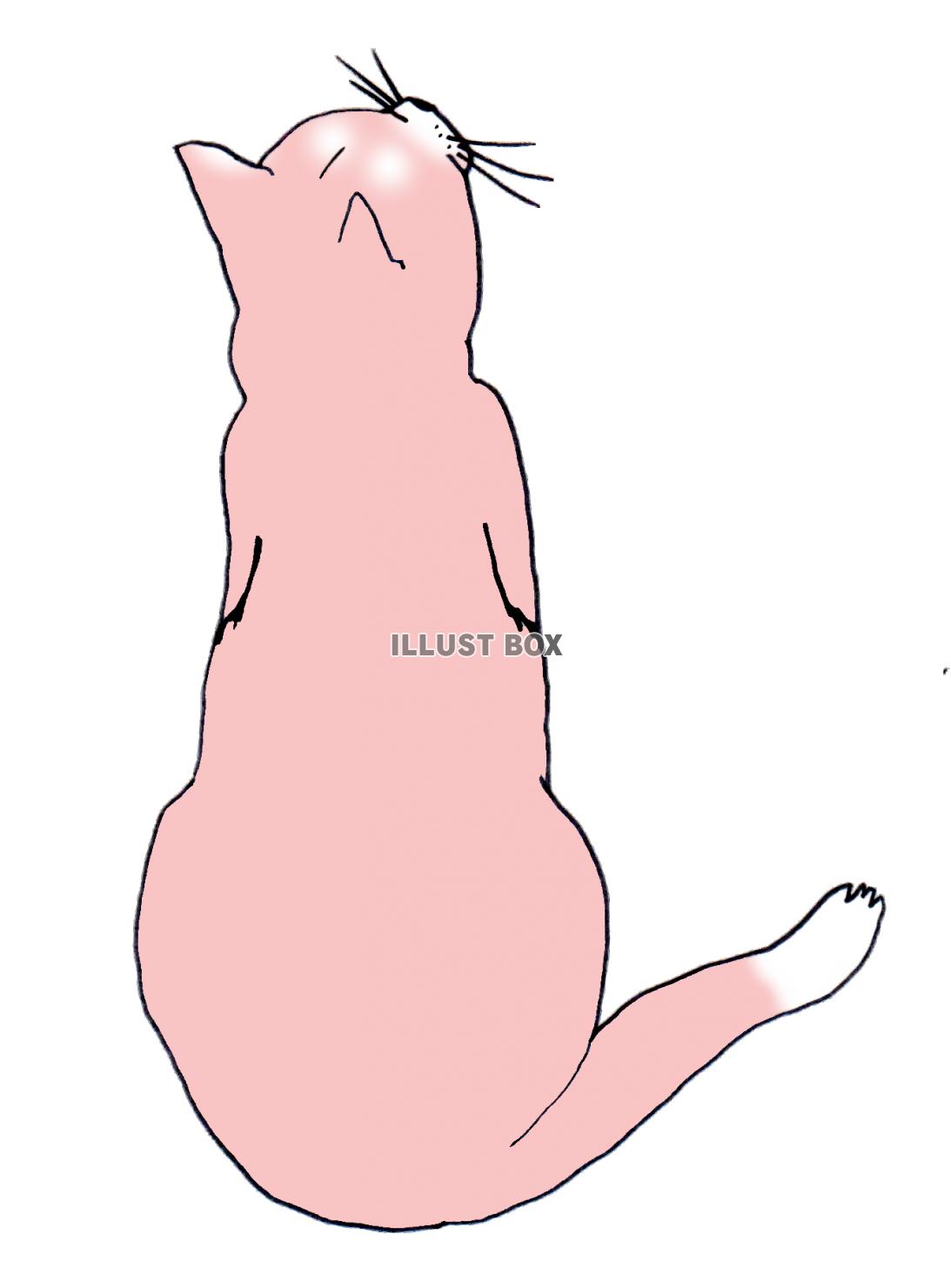 ピンクのネコ 見上げる：イラスト無料