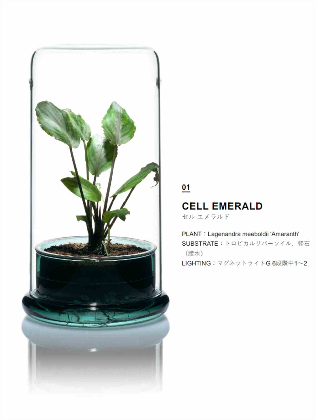 DOOA DOOA CELL エメラルドの販売 (アクアマリン熊本)