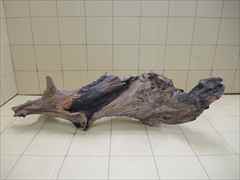 ADA ホーンウッドの販売(アクアマリン熊本)