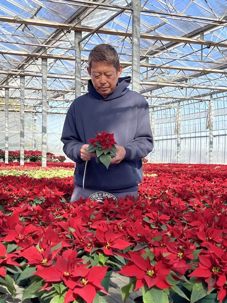 クリスマスに彩りを！入間市でポインセチア出荷開始 | 農産物情報 | JA