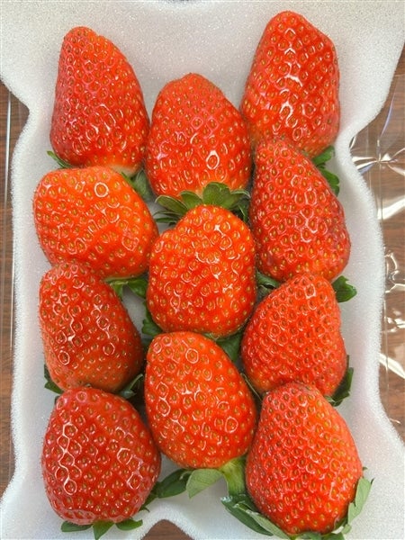 訳アリ】勢田さんちの“まりひめ”イチゴ 訳あり：不揃い（10粒～13粒