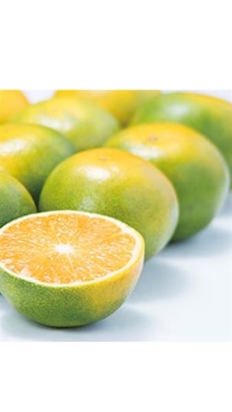 戎農園】和歌山県下津の極早生みかんYN26 約5kg 【サイズ手選別】(なが