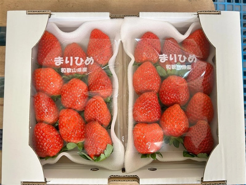 訳アリ】勢田さんちの“まりひめ”イチゴ 訳あり：不揃い（10粒～13粒