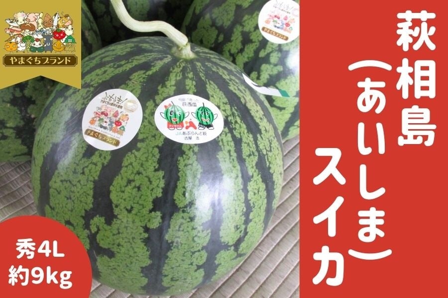 やまぐちブランド】「萩相島(あいしま)スイカ」 約9kg×1玉: 正直