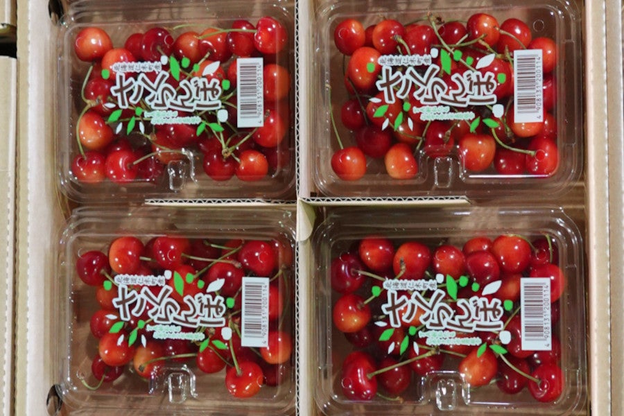 紅秀峰300g】JA新おたるのさくらんぼ（300g×1パック）ゆう