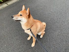 日本語教師 鈴木 綾子｜Japonin (JOI) 日本語オンラインレッスン