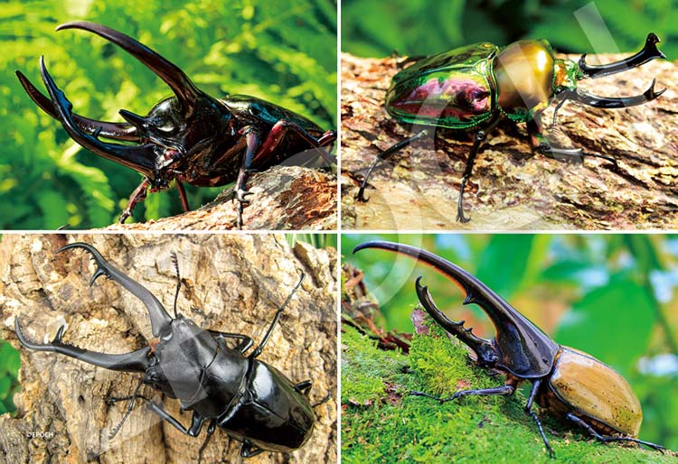 EPO-79-525s カブトムシとクワガタの森 300ピース エポック社 の商品