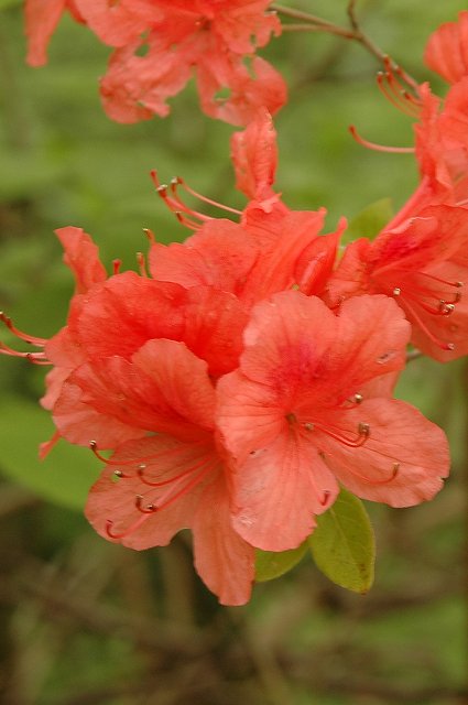 ヤマツツジ（ツツジ科）｜素人植物図鑑