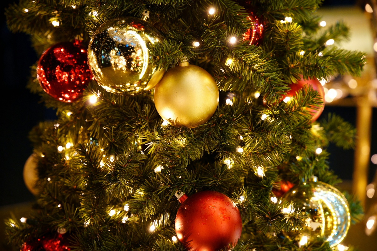 クリスマスツリーを自分で切りに行こう！ - junglecity.com