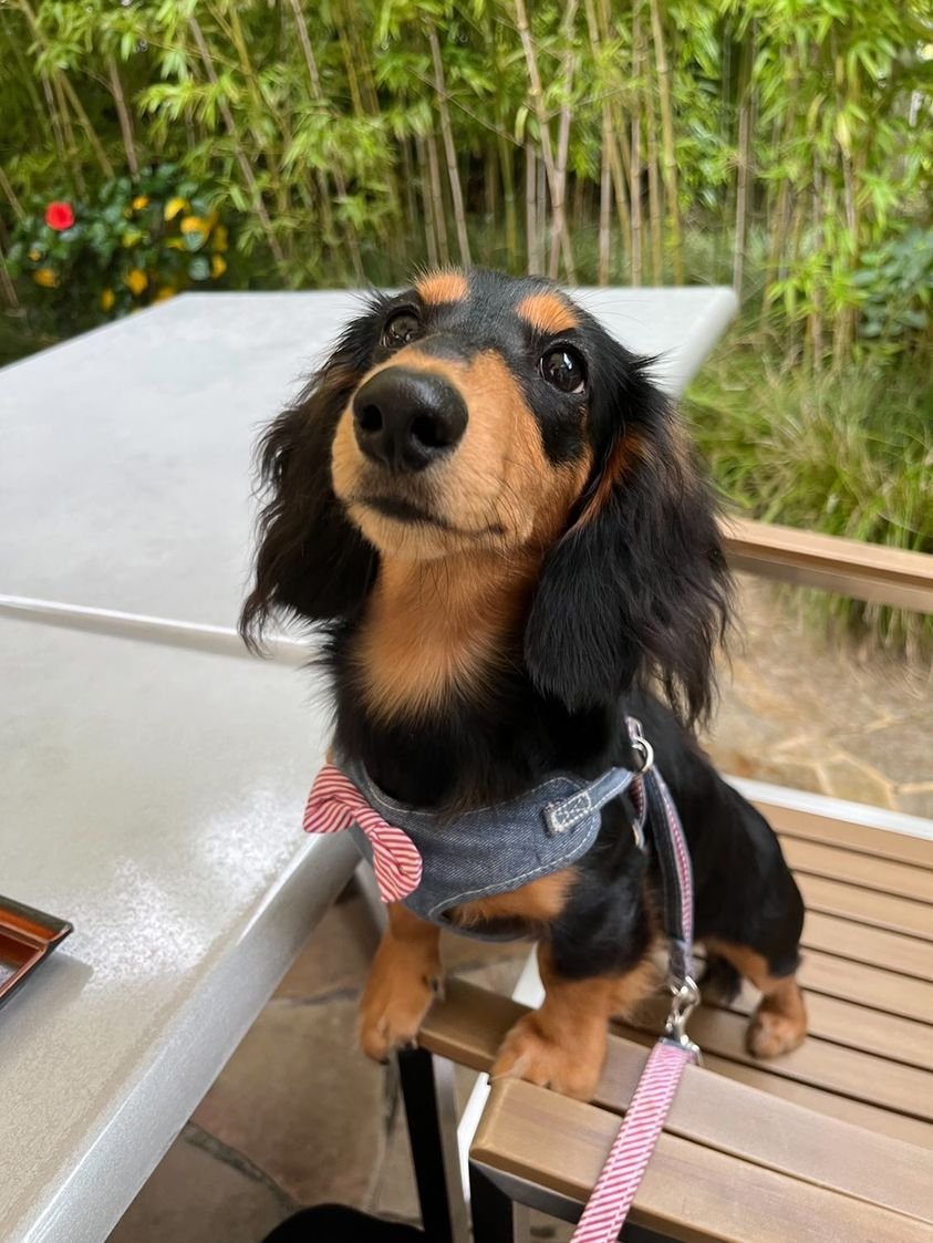 腎臓の数値に嬉しい変化がありました！｜お客様の声｜K9ナチュラル公式