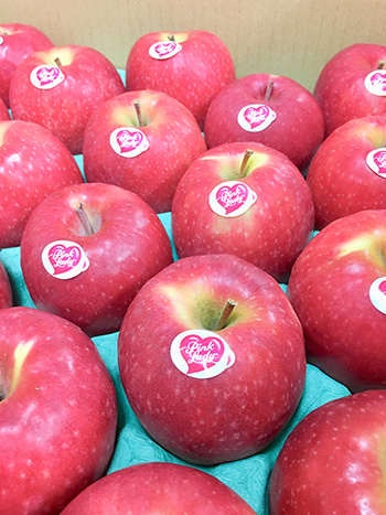 送料無料】りんご ピンクレディー 約4.5kg
