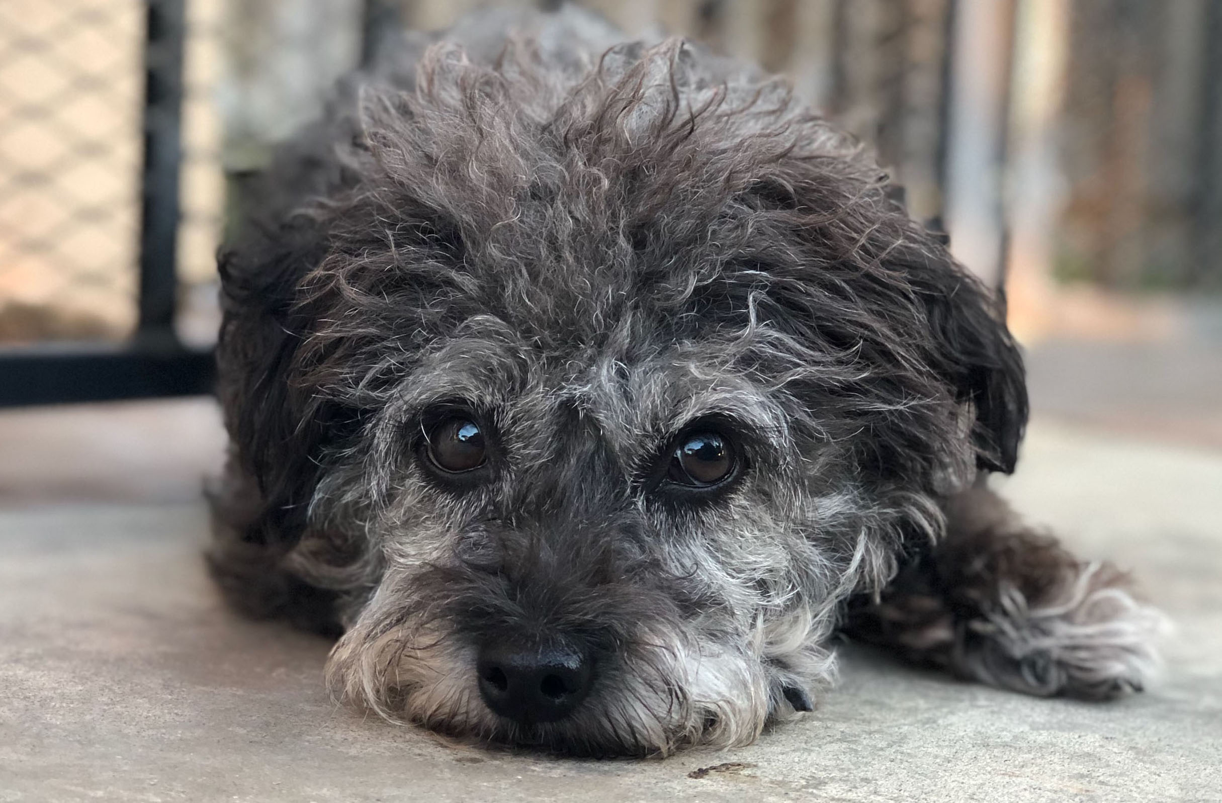 pois square poodle onepiece グレー M pois square poodle onepiece