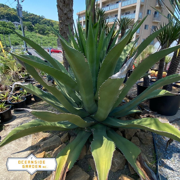アガベ・サルミアナ 'フェロックス'｜Agave salmiana var.ferox