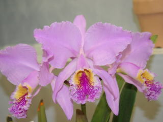 かなざわ世界の蘭展2005 カトレヤ 原種 Kanazawa World Orchid