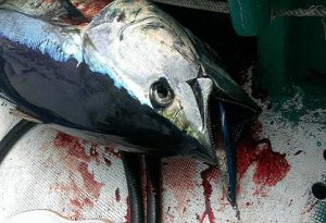 Diving HAOLI ダイビングハオリ | Lamblebait HAOLI japan_official