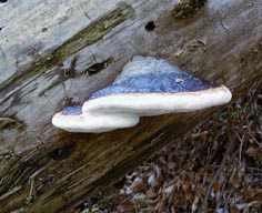 大型のさるのこしかけ