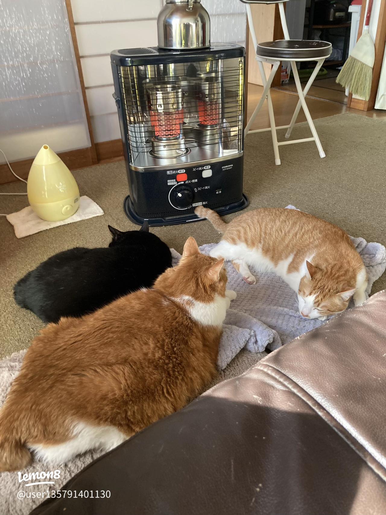 ストーブ猫：猫が好きな暖房器具はこれだ！