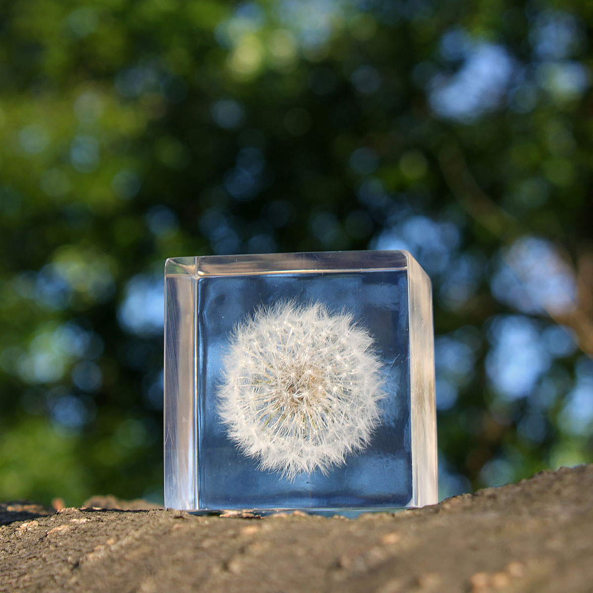 Sola cube（ソラキューブ）タンポポ | LIVING MOTIF｜家具・インテリア