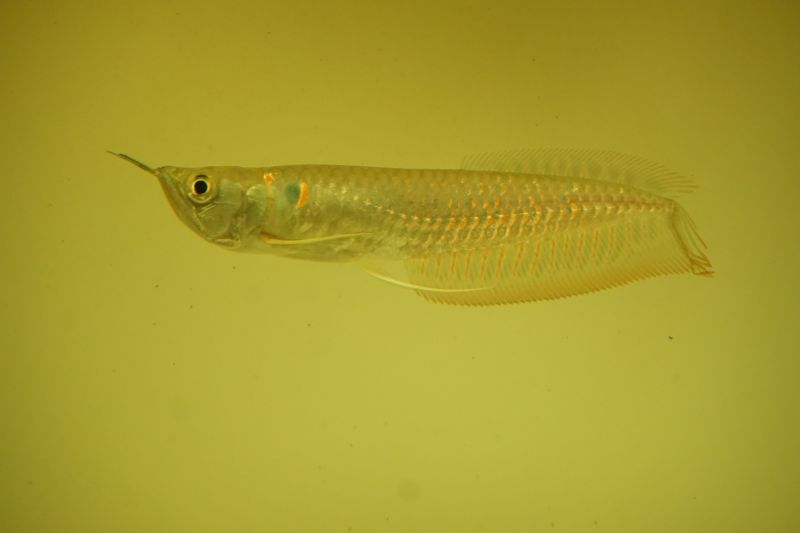 シルバーアロワナWILD - m8堂