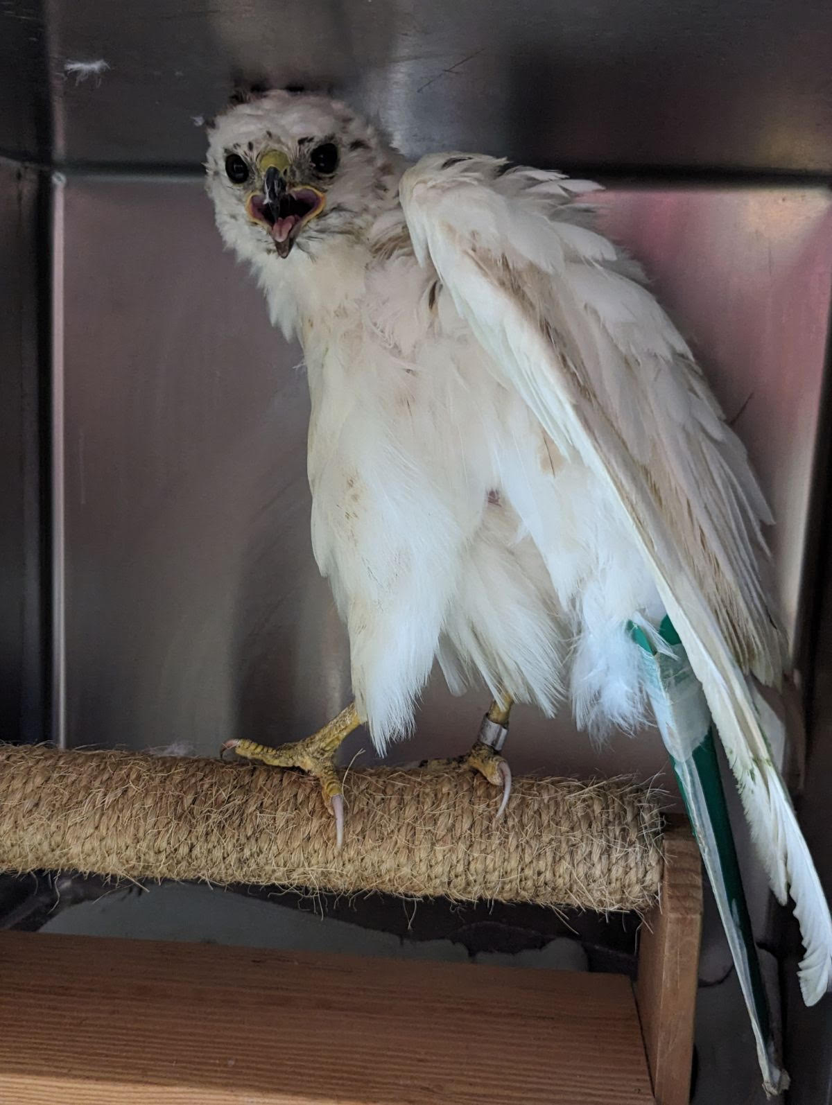 Rare leucistic red-tailed hawk rescued, released back into San