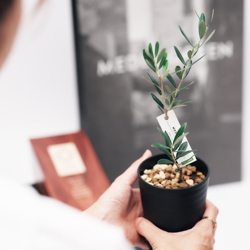 繁栄の象徴シリーズ 」 MAX MATERIA feat MEDEL GREEN ◇フェイス2P＆