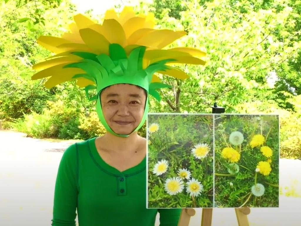タンポポ調査・2025 高知県」の本調査 実施中｜ 高知県立牧野植物園