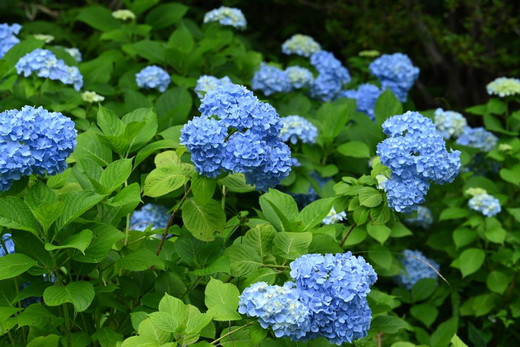 あじさい散歩｜ 高知県立牧野植物園 THE KOCHI PREFECTURAL MAKINO