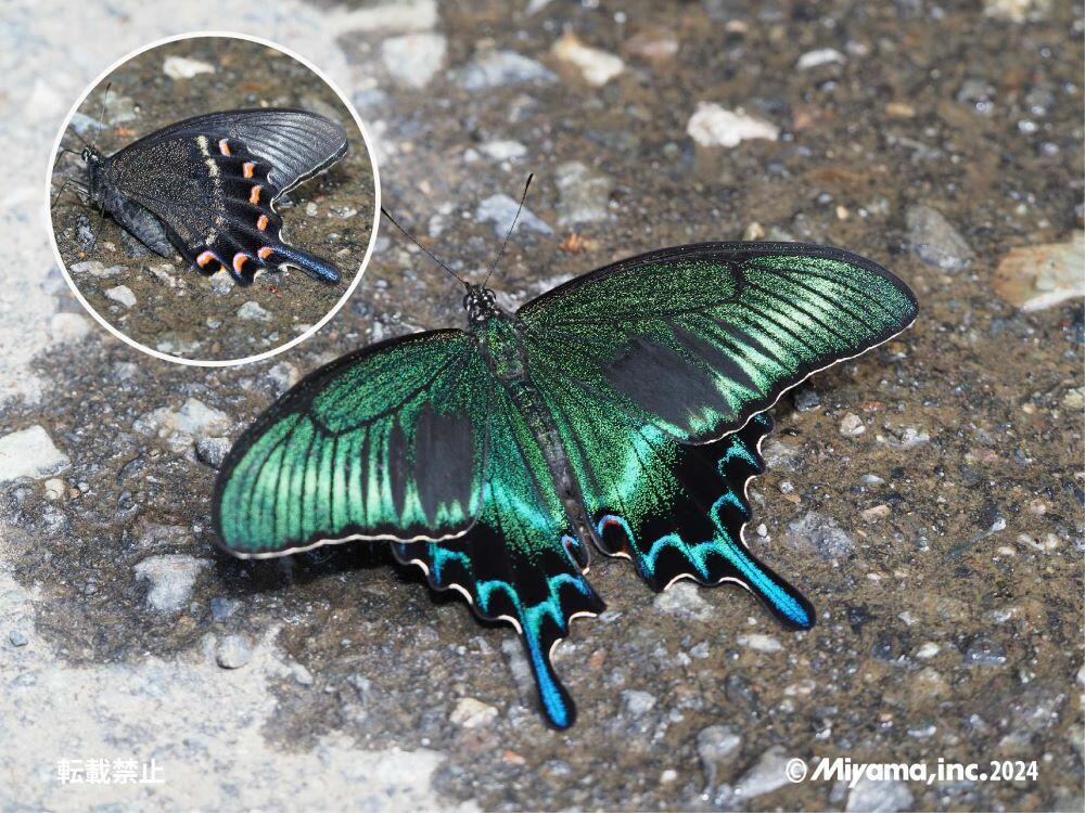 ミヤマカラスアゲハ｜事業紹介｜総合環境企業ミヤマ株式会社