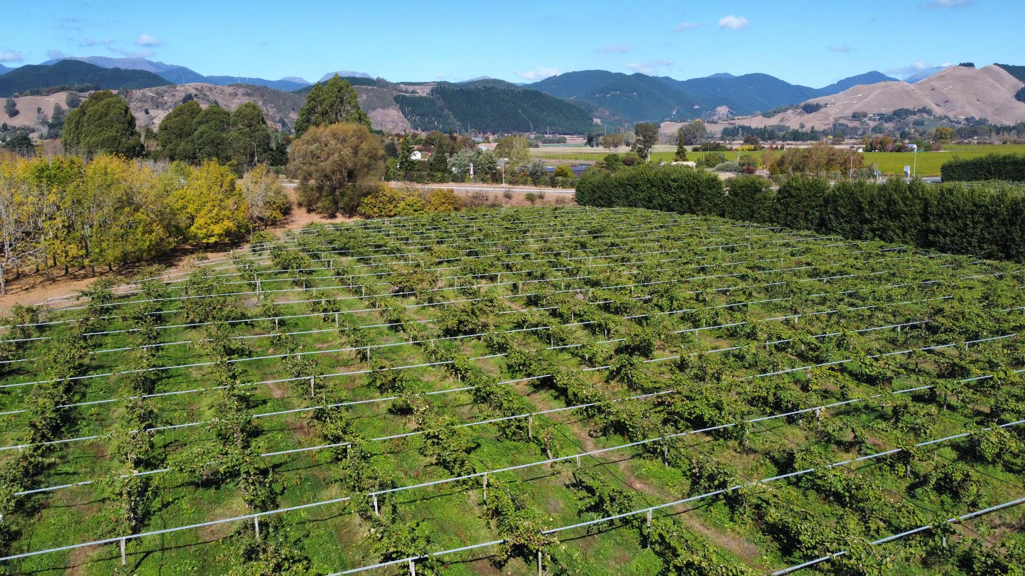 aglis オスキウイ花粉 ニュージーランド南 島産 20g［クール便発送