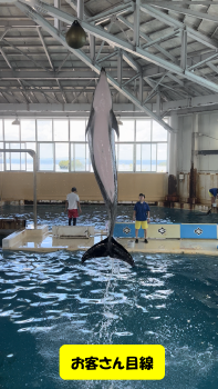 垂直ジャンプ | のとじま水族館