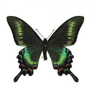 ミヤマカラスアゲハ／オス , 蝶の標本 販売・通販のNatureShop