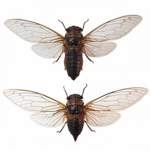 タケオオツクツクボウシ／雄雌ペア 飛翔 , 昆虫標本 , 蝶の標本 販売