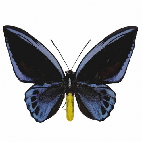 アオメガネアゲハ(アオメガネトリバネアゲハ) , タグ「black」 , 蝶の