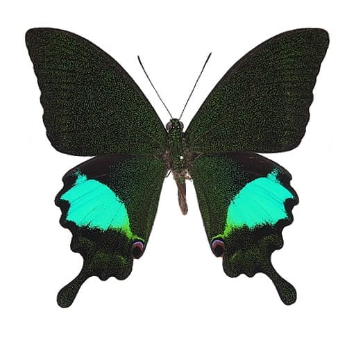 アゲハ蝶科標本 , 蝶の標本 販売・通販のNatureShop|モルフォや