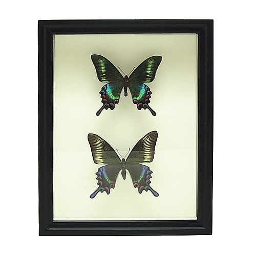 ミヤマカラスアゲハ／ペアセット , 蝶の標本 販売・通販のNatureShop