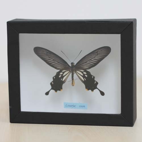 ホソバジャコウアゲハ , 蝶の標本 販売・通販のNatureShop|モルフォや