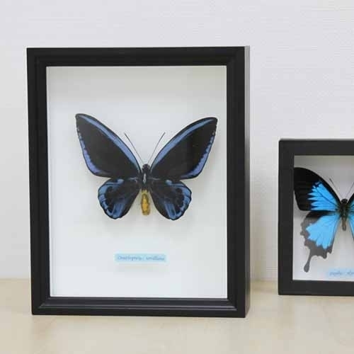 アオメガネアゲハ(アオメガネトリバネアゲハ) , 蝶の標本 販売・通販の