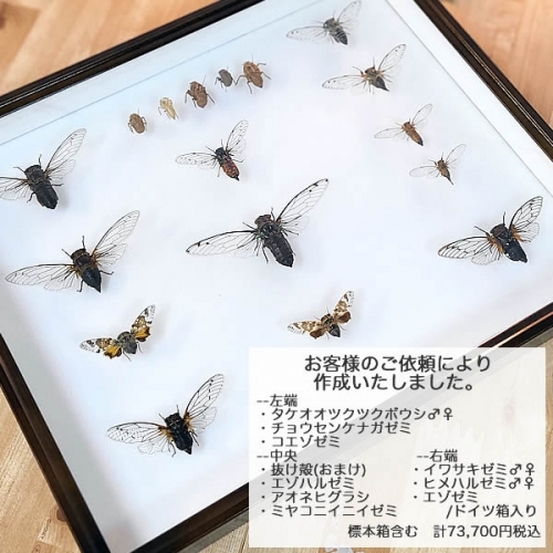 タケオオツクツクボウシ／雄雌ペア 飛翔 , 昆虫標本 , 蝶の標本 販売